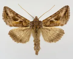 Autographa rubidus thumbnail 3