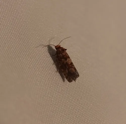 White Pine Coneborer Moth
