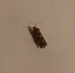 White Pine Coneborer Moth thumbnail 1