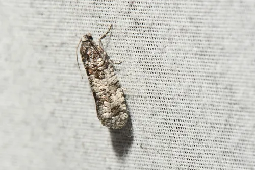 Retinia mafica