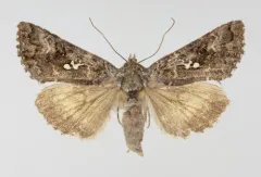 Syngrapha u-aureum thumbnail 2