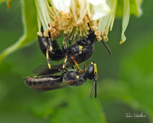 Vertical Masked Bee