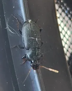 Silky Harp Ground Beetle thumbnail 2