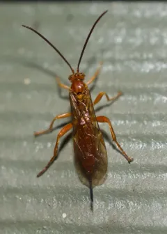 Theronia atalantae thumbnail 2