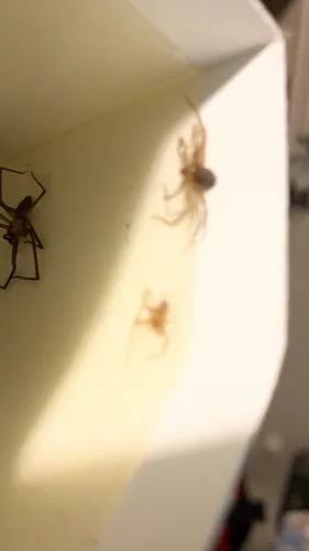 Brown Recluse