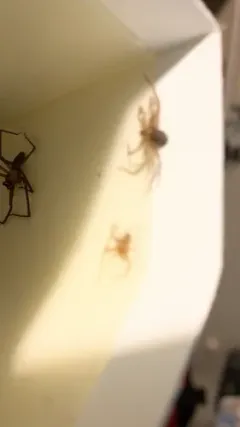 Brown Recluse thumbnail 1