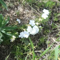 flowery phlox thumbnail 4