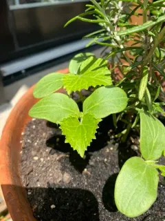 Cucumber thumbnail 2