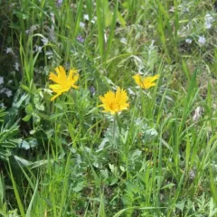 cutleaf balsamroot thumbnail 3