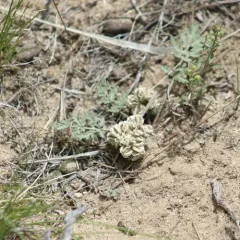 Plains Cymopterus thumbnail 3