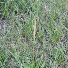 Wyoming kittentails thumbnail 2