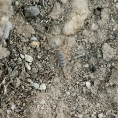 Northern Scorpion thumbnail 4