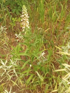 Woolly Foxglove thumbnail 3