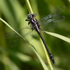 Rapids Clubtail thumbnail 2