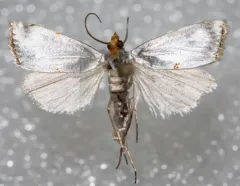 Mother-of-Pearl Moth thumbnail 4