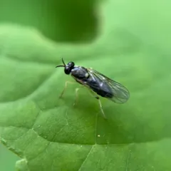 Solva pallipes thumbnail 3