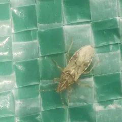 Sycamore Seed Bug thumbnail 3