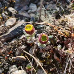 Yukon Groundsel thumbnail 2