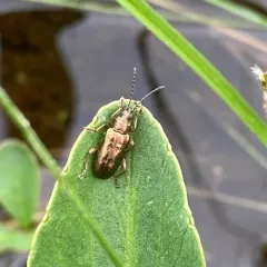 Germar's reed beetle thumbnail 2