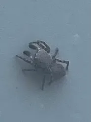 Attinella concolor
