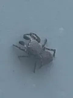 Attinella concolor thumbnail 1