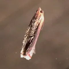 Inimical Borer Moth thumbnail 4