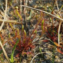 Slenderleaf Sundew thumbnail 4