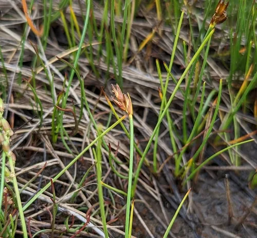 Red Bulrush