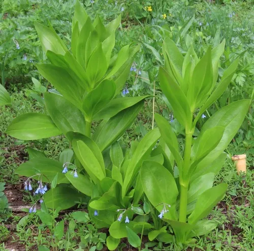 Umpqua green-gentian