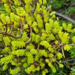fir broom rust thumbnail 2