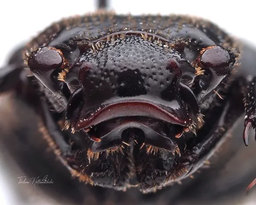 Cremastocheilus retractus