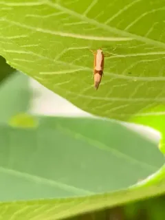 Cherry Fruit Moth thumbnail 3