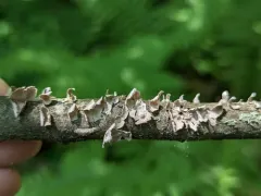 silky parchment thumbnail 3