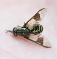 Beautiful Deer Fly thumbnail 2