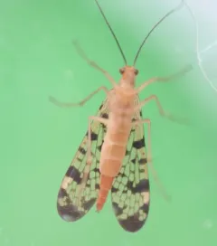 Banks's Scorpionfly thumbnail 2