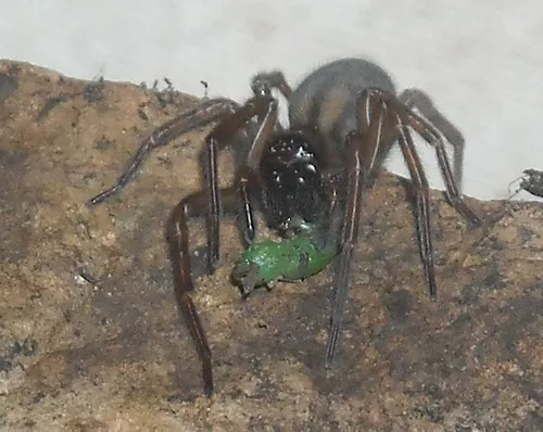 Callobius nomeus