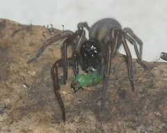 Callobius nomeus thumbnail 1