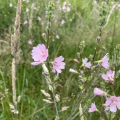 Meadow Checker-mallow thumbnail 3