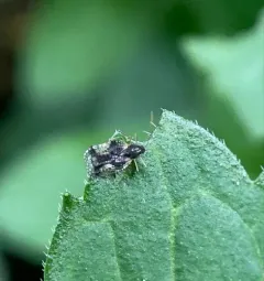 Andromeda Lace Bug thumbnail 2