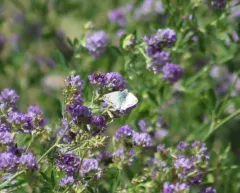 Northern White-Skipper thumbnail 3