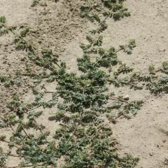 puncture vine thumbnail 3