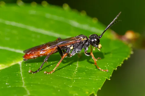 Tenthredo semirufa