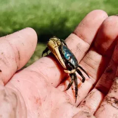 Mud Fiddler Crab thumbnail 3