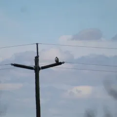 Ferruginous Hawk thumbnail 3