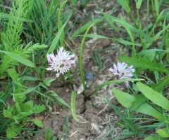 Brandegee's Onion thumbnail 3