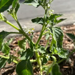 Green Nightshade thumbnail 2