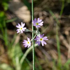 silvery primrose thumbnail 3