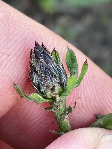 Centaurea varnensis