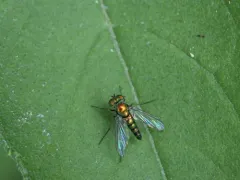Condylostylus calcaratus thumbnail 3