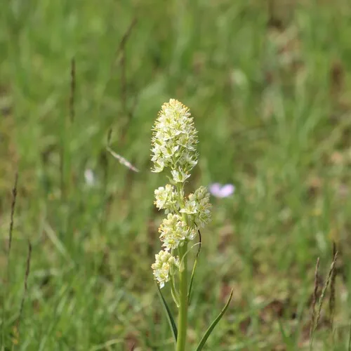 foothill deathcamas